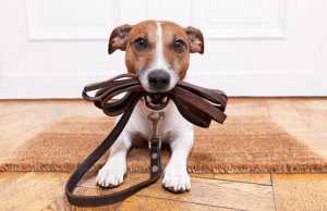 Pies na emigracji. Sprawdź jakie masz obowiązki