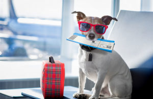 Przewożenie zwierzaka do i z Wielkiej Brytanii