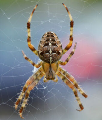 Tysiące pająków godowych zaatakują domy w Wielkiej Brytanii – jak je powstrzymać