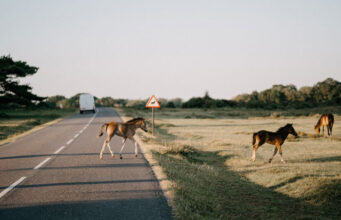 Policja ostrzega po tym jak osioł zginął w wypadku w New Forest