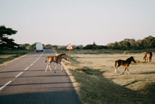 Policja ostrzega po tym jak osioł zginął w wypadku w New Forest