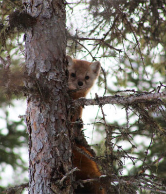Rzadkie kuny leśne powracają do New Forest