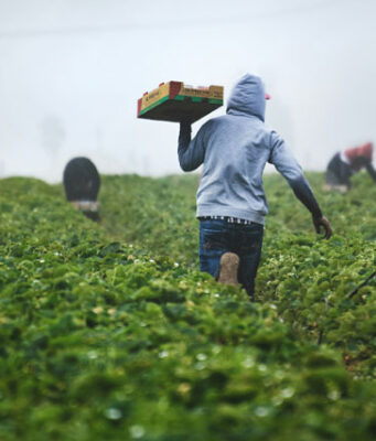 Indonezyjczycy, którzy płacili tysiące za pracę na brytyjskich farmach… zwolnieni