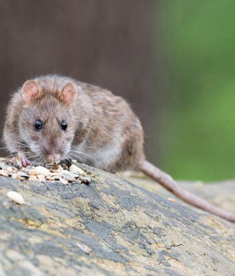 Powodzie spowodowane ciągłymi ulewami mogą zwiększyć ryzyko inwazji szczurów