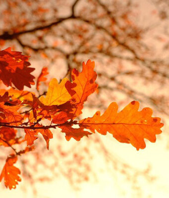 W tym tygodniu w Wielkiej Brytanii ciepło jak w Madrycie